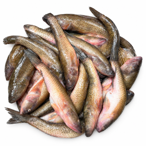 Baila Fish (বাইলা মাছ)