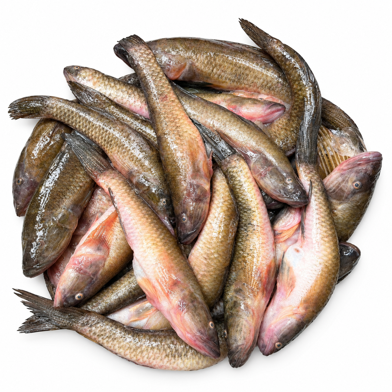 Baila Fish (বাইলা মাছ)