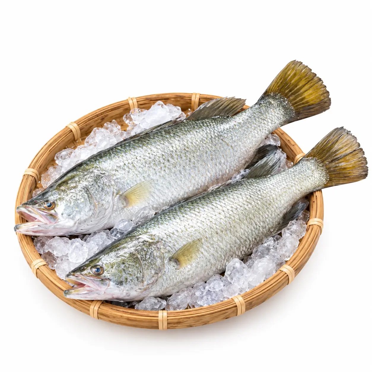 Fresh Koral Fish (কোরাল ভেটকি মাছ) – 1kg