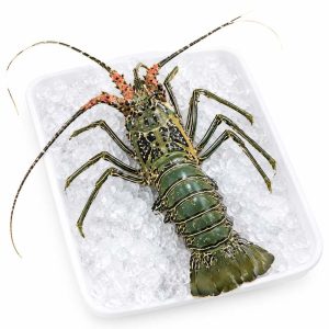 Green Spiny Lobster on Ice (সবুজ লবস্টার)