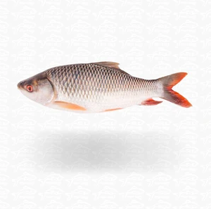 Rui Fish (রুই মাছ)