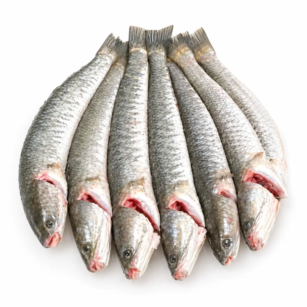 Shol Fish (দেশি শোল মাছ) – Dressed