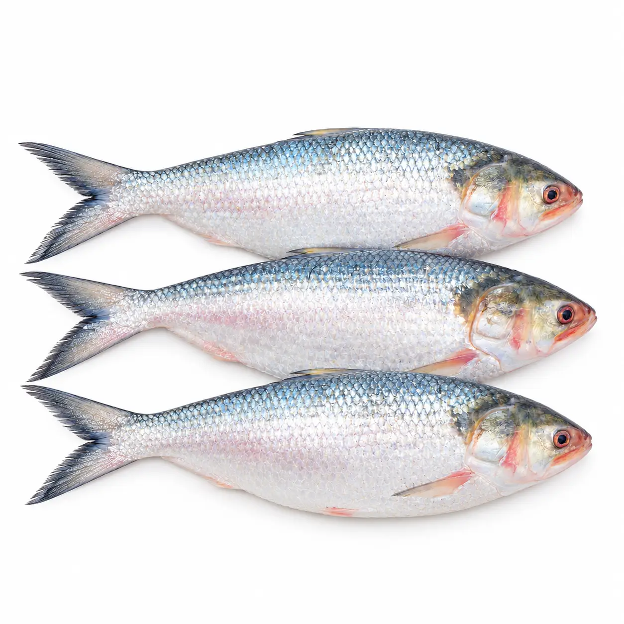রুপালি ইলিশ (Rupali Hilsha) – 1kg